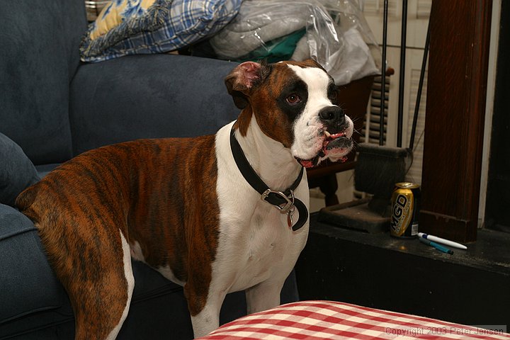 Bandit, with stump comfortably rested on the couch