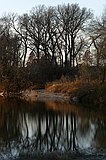 trees reflected in Onion Creek, McKinney Falls State Park