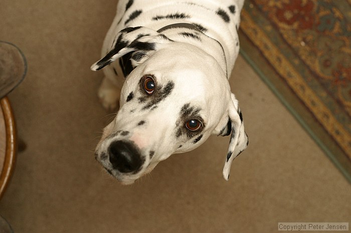 Cooper