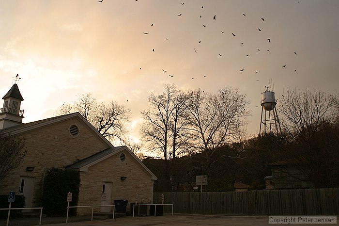 the birds in Glen Rose