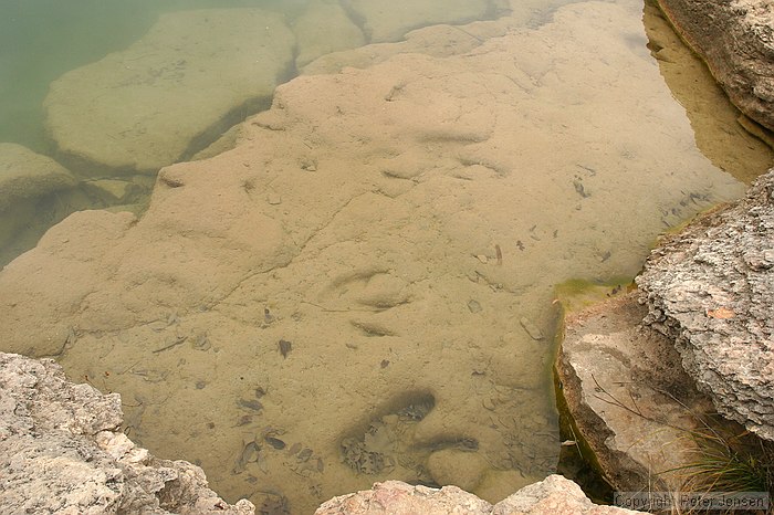 dinosaur footprints