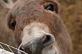 Mark Martin, the donkey in Glen Rose