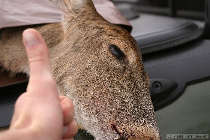 deer harvesting is a very common activity in these parts