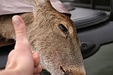 deer harvesting is a very common activity in these parts