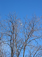 yes, the kite is still stuck up in the tree