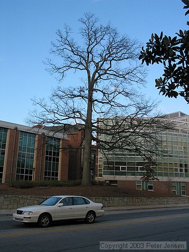 neat old tree