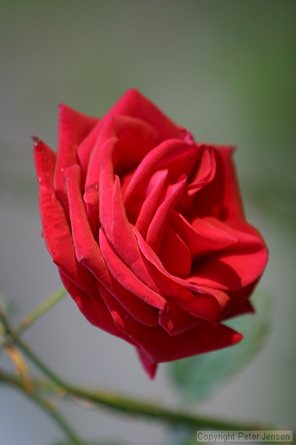 one of grandmother's roses