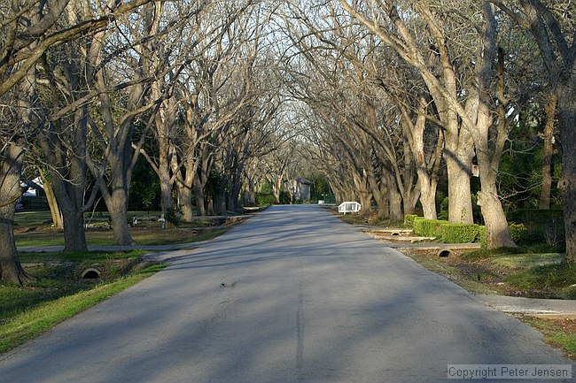 Sims Drive (with beautiful pecan trees)