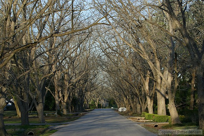 Sims drive (with beautiful Pecan trees)
