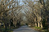 Sims drive (with beautiful Pecan trees)