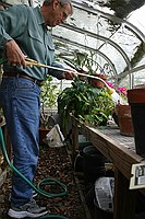 watering in the greenhouse