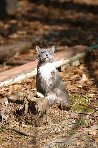 Frey feline in Macon