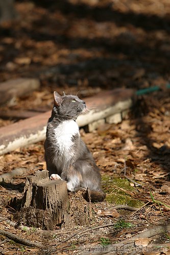 Frey feline in Macon