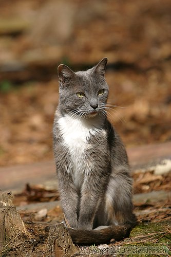 Frey feline in Macon