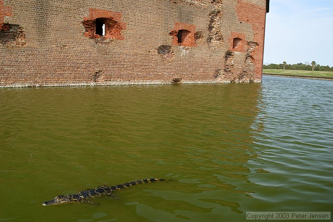 Mr. Gator