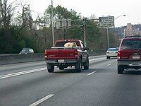 uncool animal treatment on I-75