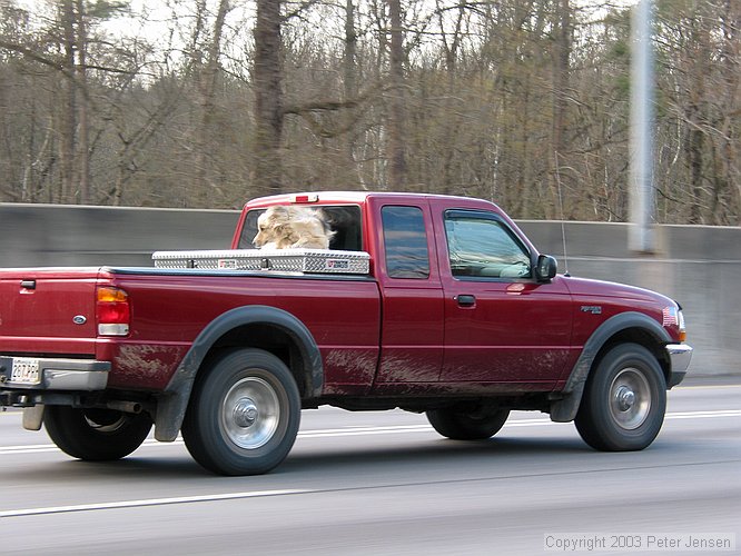 uncool animal treatment on I-75