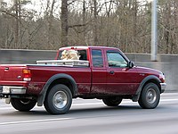 uncool animal treatment on I-75