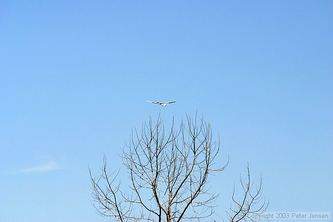 free-flight Aspire