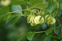 seed pods