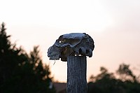 skull on fence post