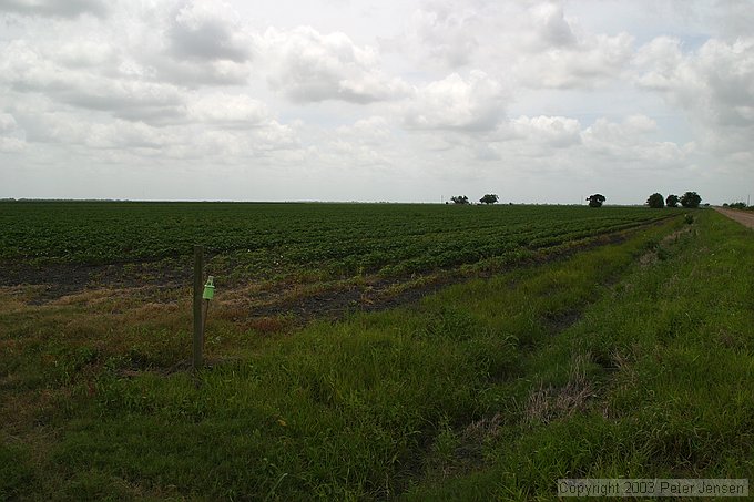 boll weevil trap