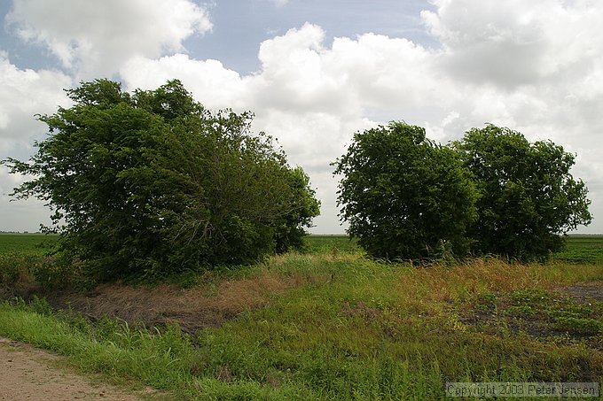 trees where the old house and barn stood