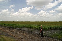 Kathi and sorghum field