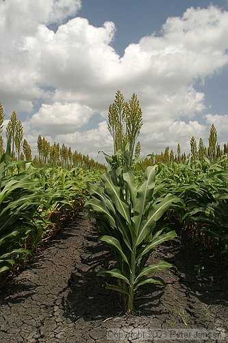 sorghum