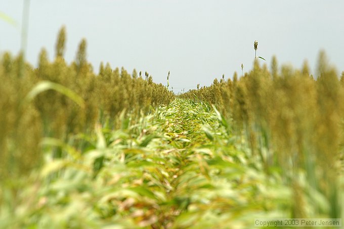 sorghum