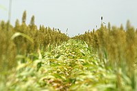 sorghum
