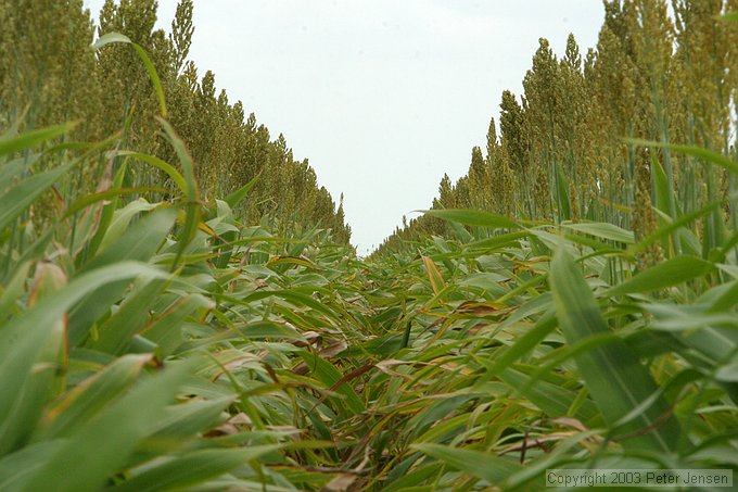 sorghum