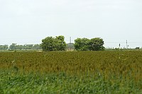 trees where the old house stood