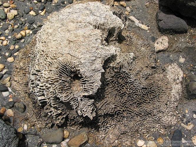 neat coral