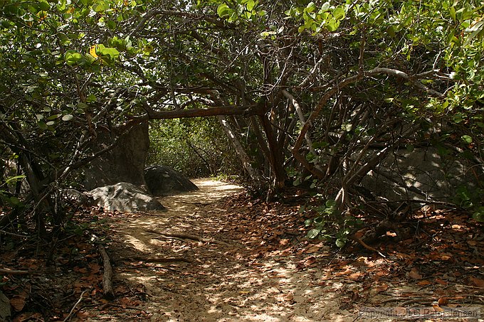 mangrove tunnel