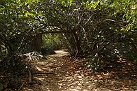 mangrove tunnel