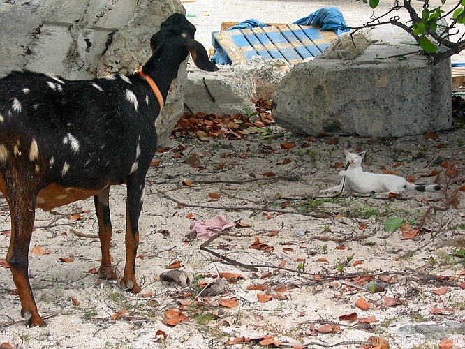 local livestock