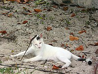 local livestock