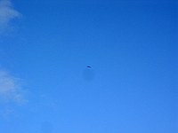 frigate bird way up