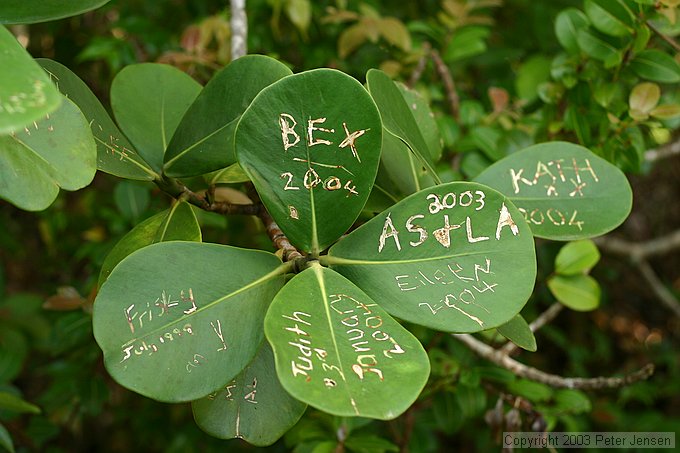 I never knew defacing leaves was a popular thing, but it's much less harmful than other forms of this sort of thing, and it does seem to last a long time