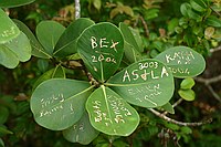 I never knew defacing leaves was a popular thing, but it's much less harmful than other forms of this sort of thing, and it does seem to last a long time