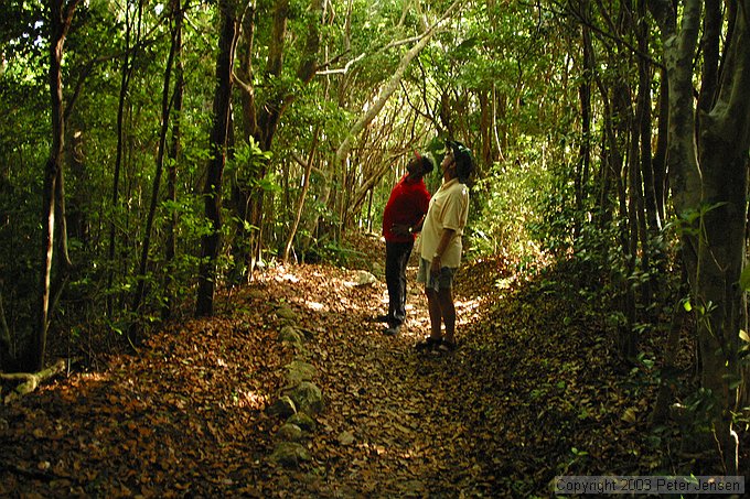 Bobby and Paul admiring the almost rain forest on Sage Mountain