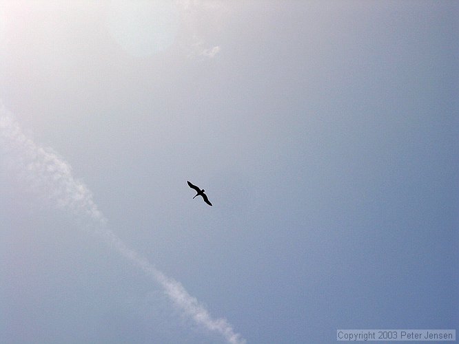 frigate bird