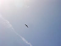 frigate bird