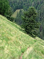 a nice alpine trail near the ski area