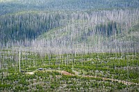 cell site under dispute at Old Faithful