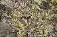 likin' the lichen