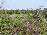 orange groves