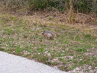 armadillo