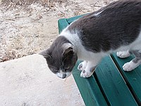 cute kitty